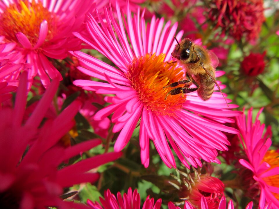 Honey bee aster flower