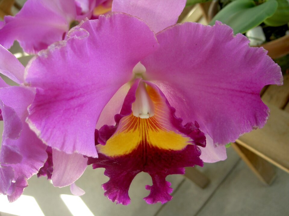 Floral purple tropical