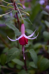 Flower bloom nature photo