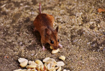 Mammal nager nature