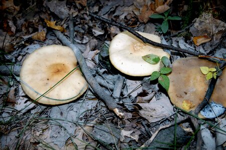Forest floor minnesota