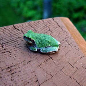 Tree frog minnesota
