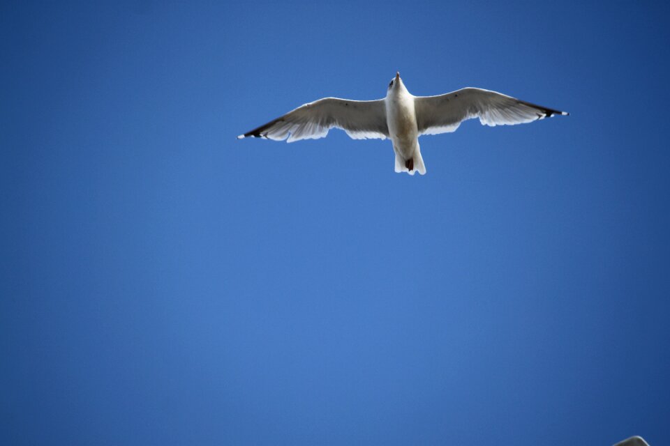 The flight of a bird seagull wings