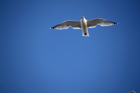 The flight of a bird seagull wings