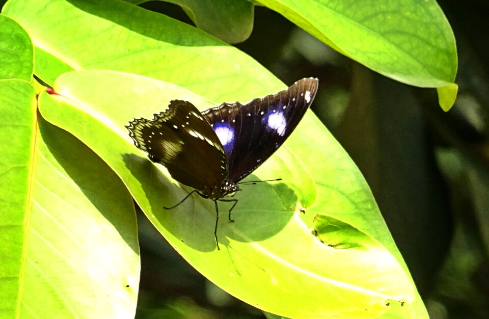 Diadem hypolimnas misippus nymphalid