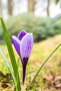 Of course crocus easter