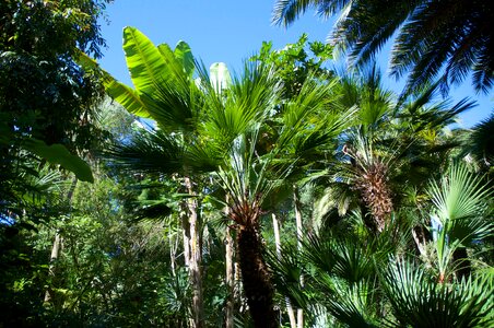 Banana exotic garden isle of batz