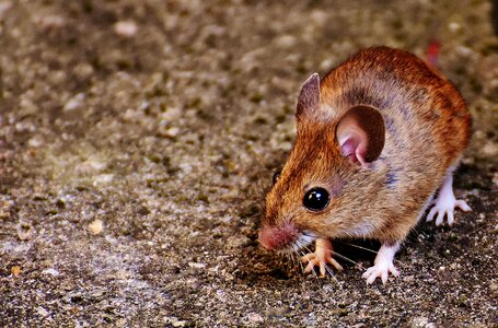 Mammal nager nature