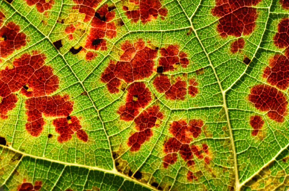Season red green