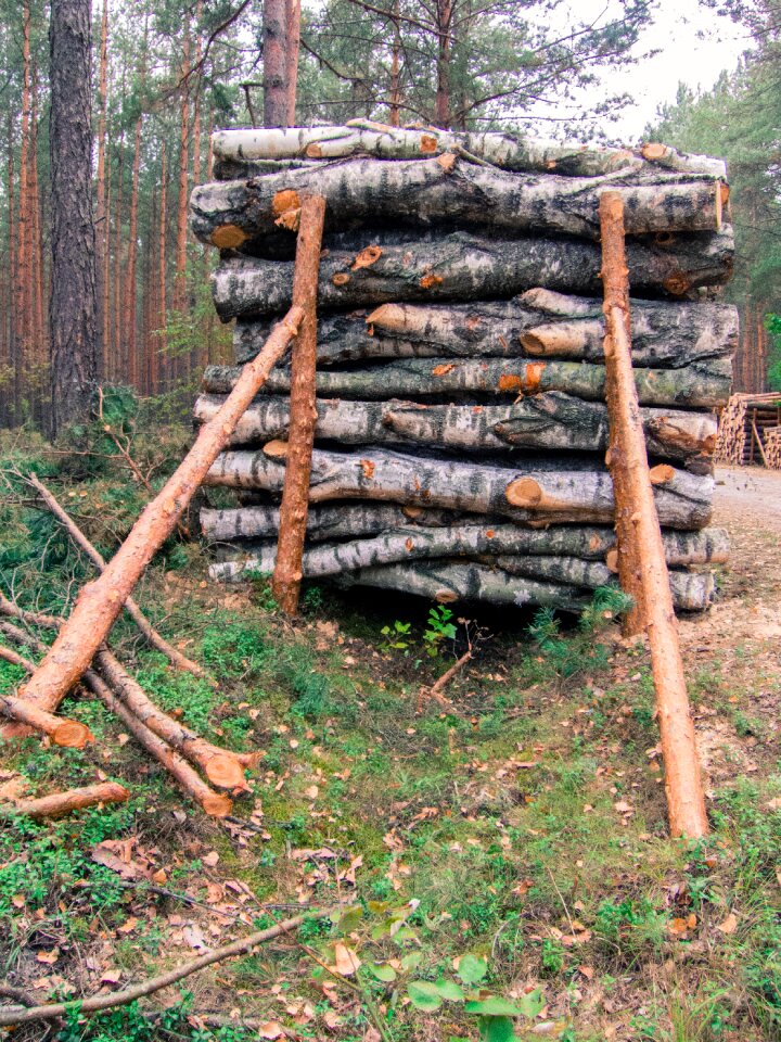 Supported pine cut