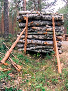 Supported pine cut