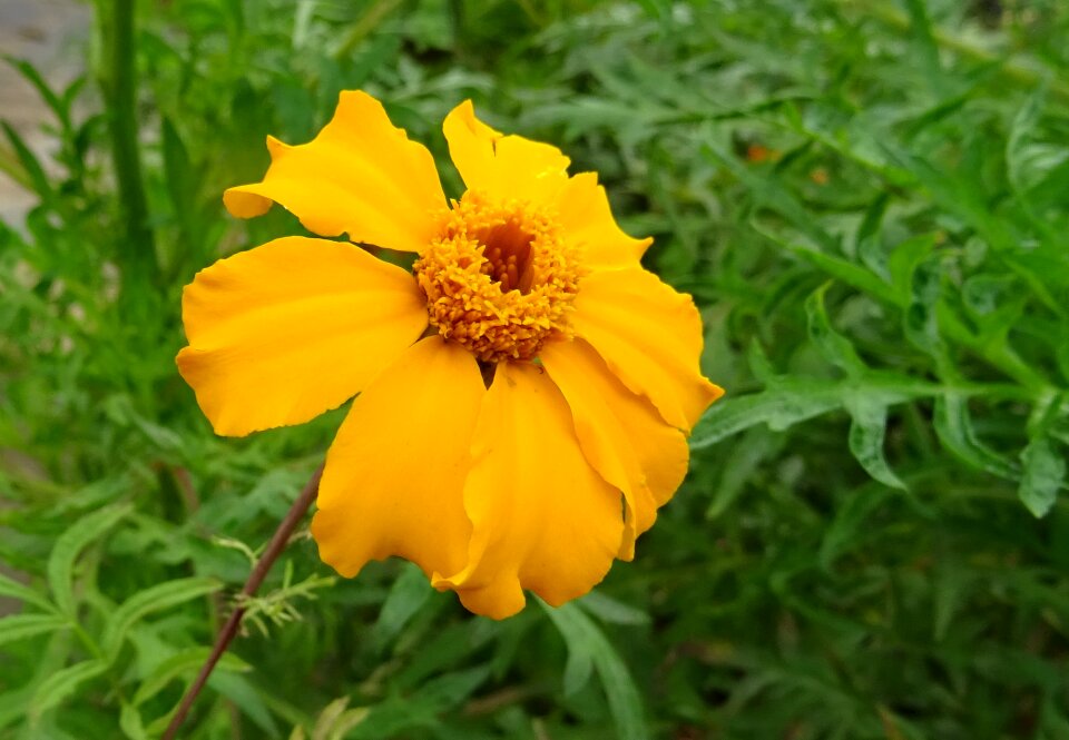 Orange signet marigold tagetes tenuifolia