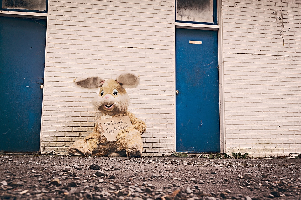 Unsheltered unhoused rabbit