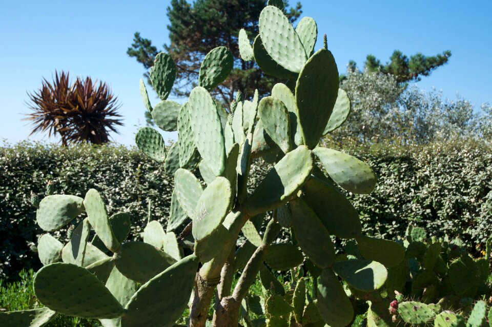Prickly pear succulent cactus