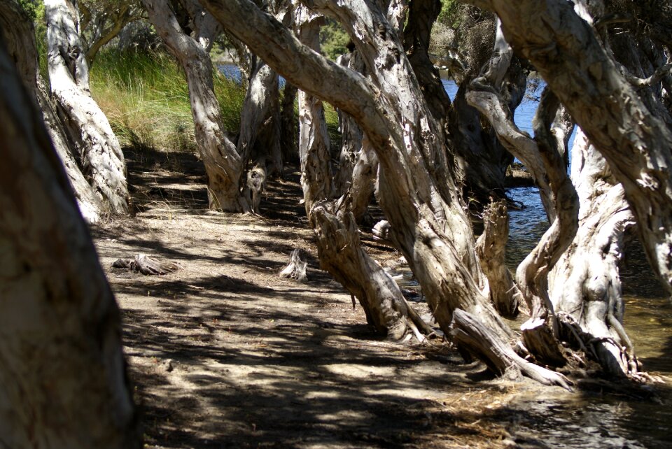 Tree landscape ocean