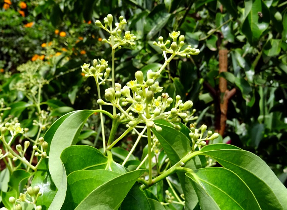 Cinnamomum verum tree spice
