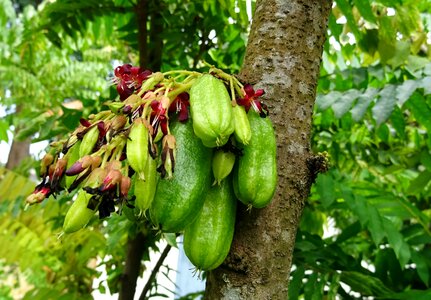 Averrhoa bilimbi cucumber tree tree sorrel photo