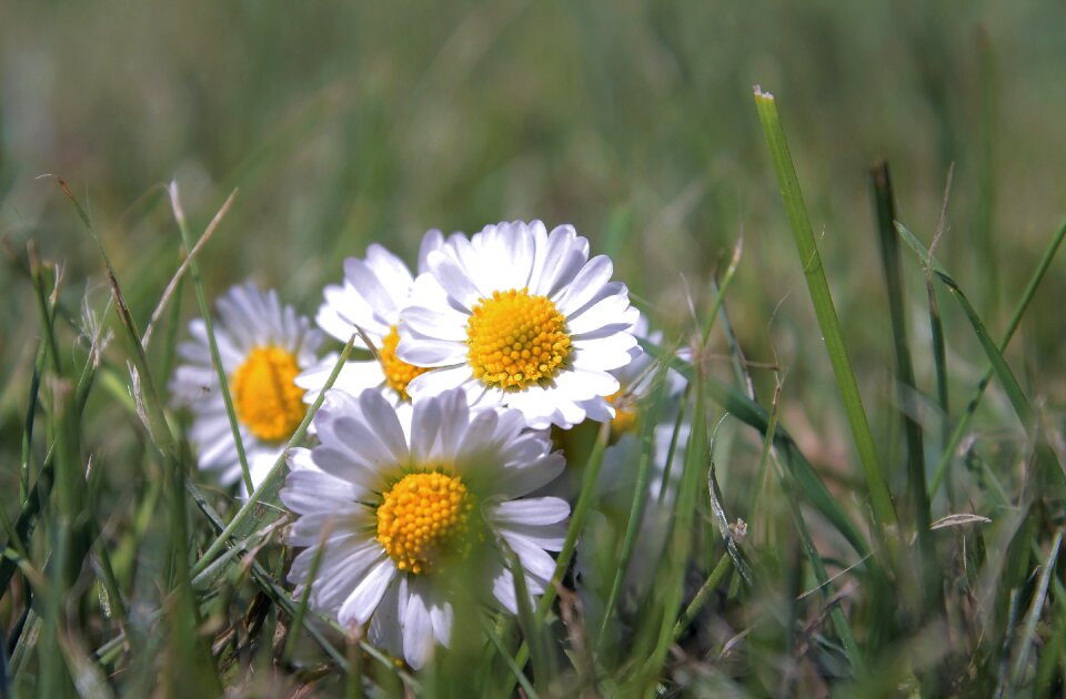 Rush grass blossom