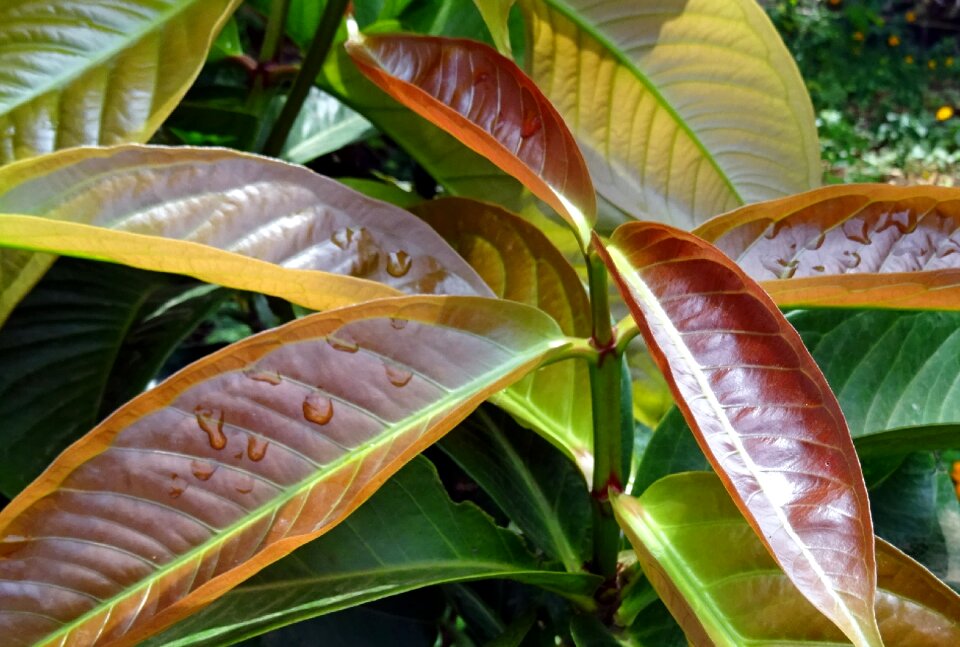 Tender freshness nature