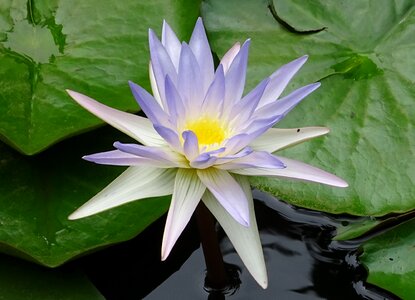 Blue water lily sacred blue lily nymphaeaceae photo