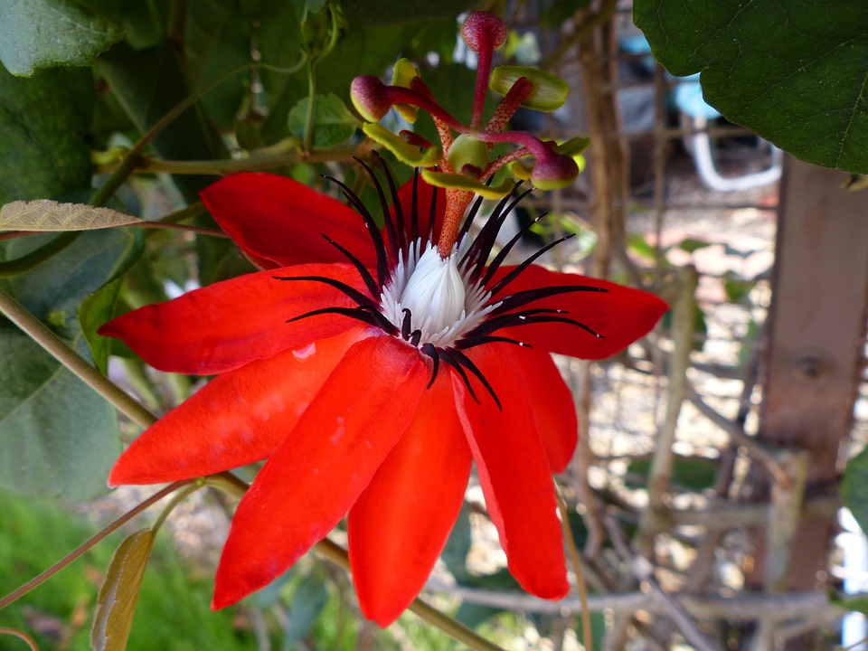 Floral plant natural