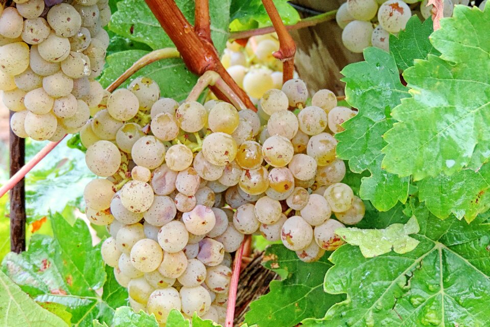 Beady green winegrowing