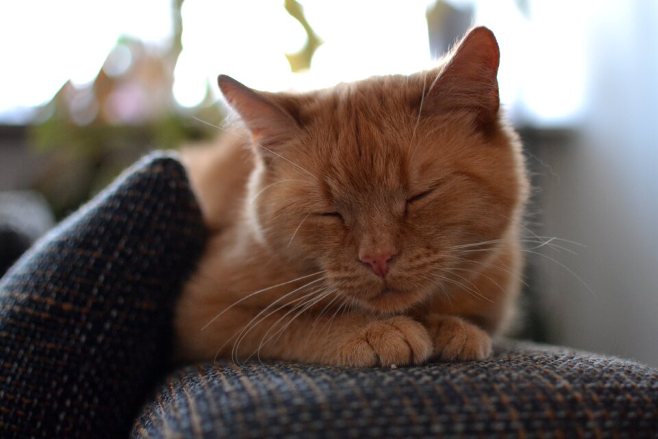 Pet cute red fur photo