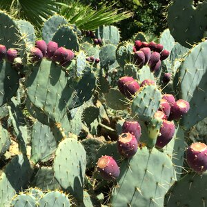 Prickly thorn photo