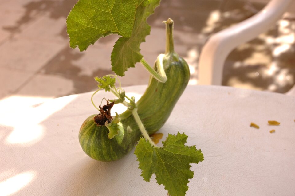 Nicosia cucumber vegetables