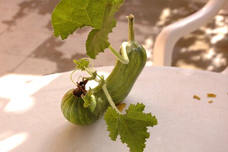 Nicosia cucumber vegetables