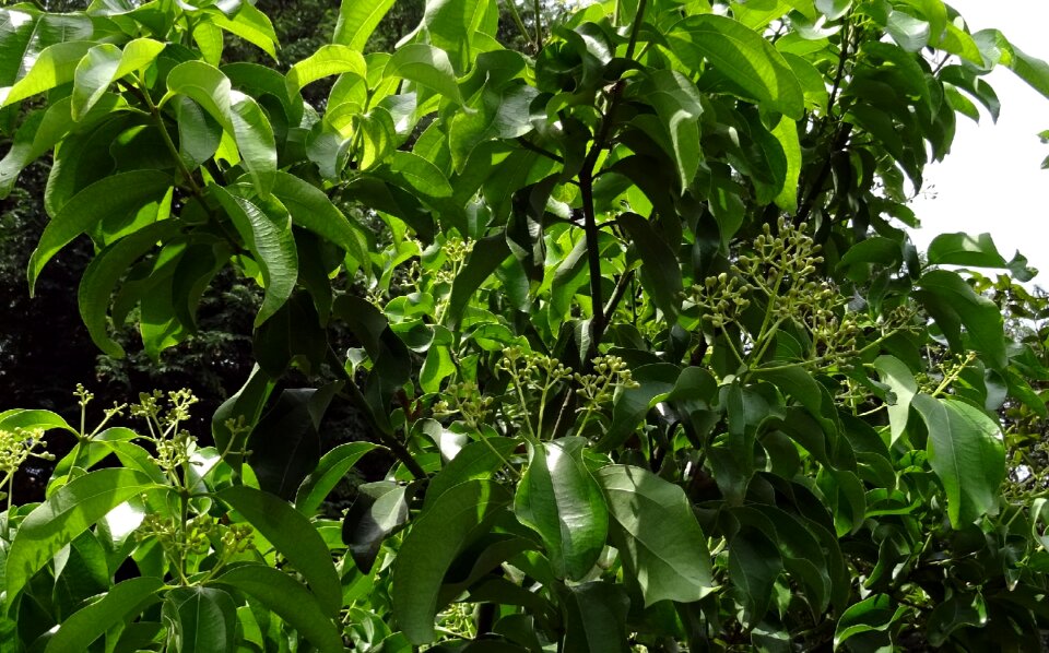 Cinnamomum verum tree spice photo