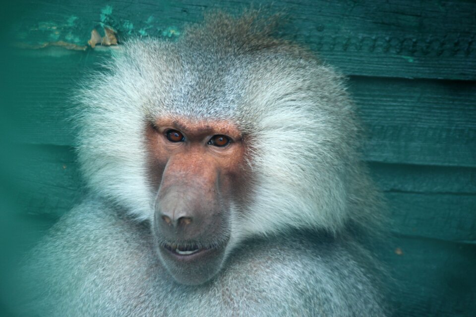 Monkey zoo konya