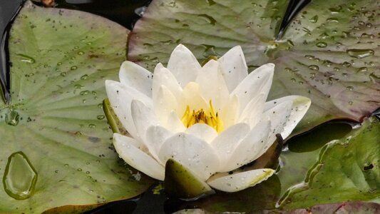 Water lily weis pond