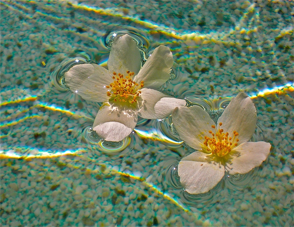 White pool dancing flora