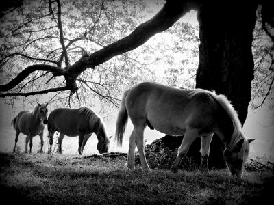 Horse equine animal