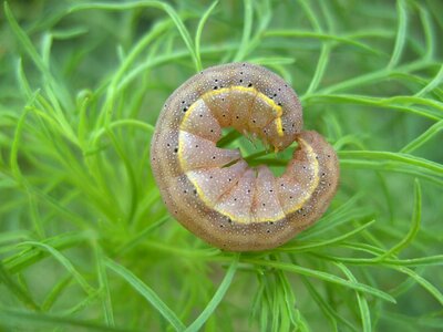 Animal forest leaf photo