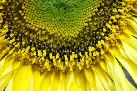 Pollen inner blossom