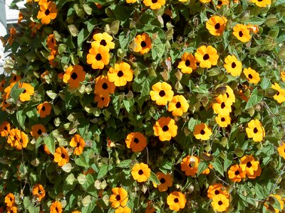 Blossoming thumberginia black-eyed susan