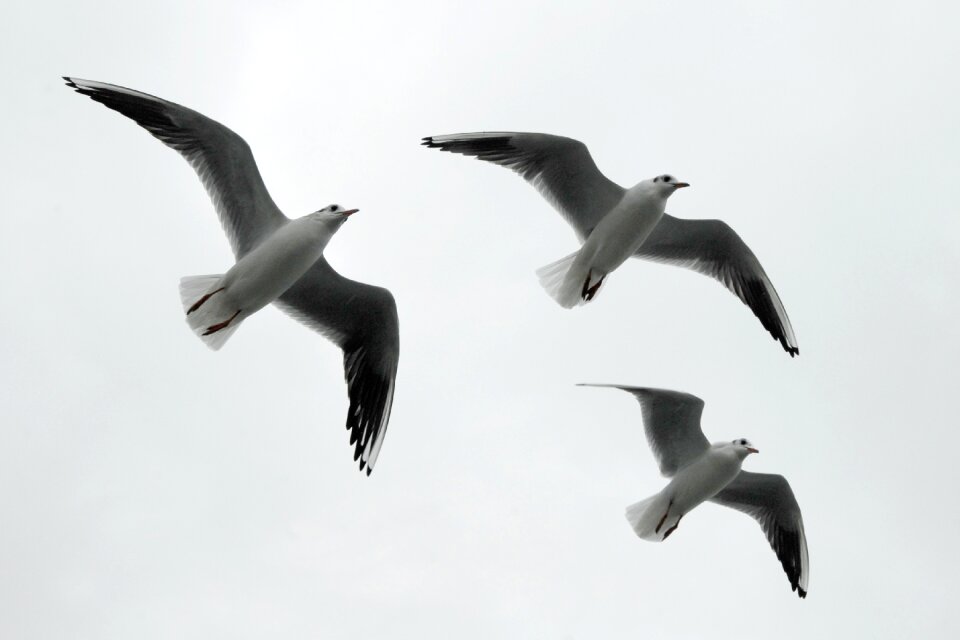 Formation birds formation flight