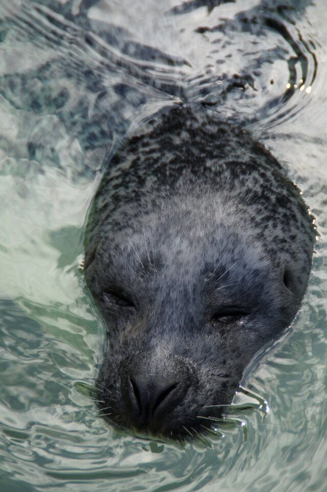 Swim water mammal