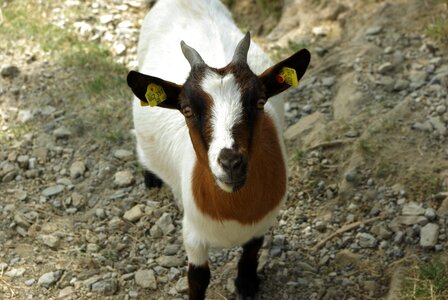 Dwarf goat livestock cute photo
