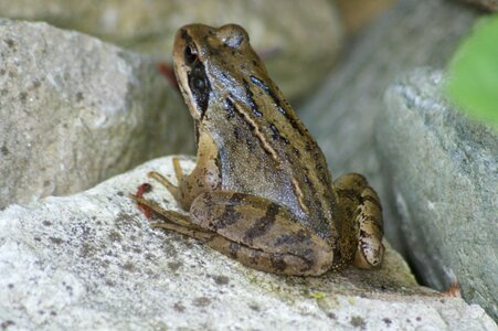 Frogs garden frog eyes