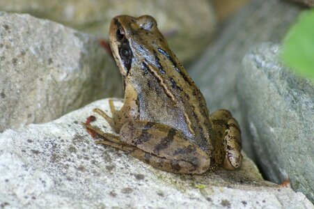 Frogs garden frog eyes photo