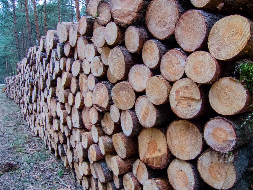 Supported pine cut