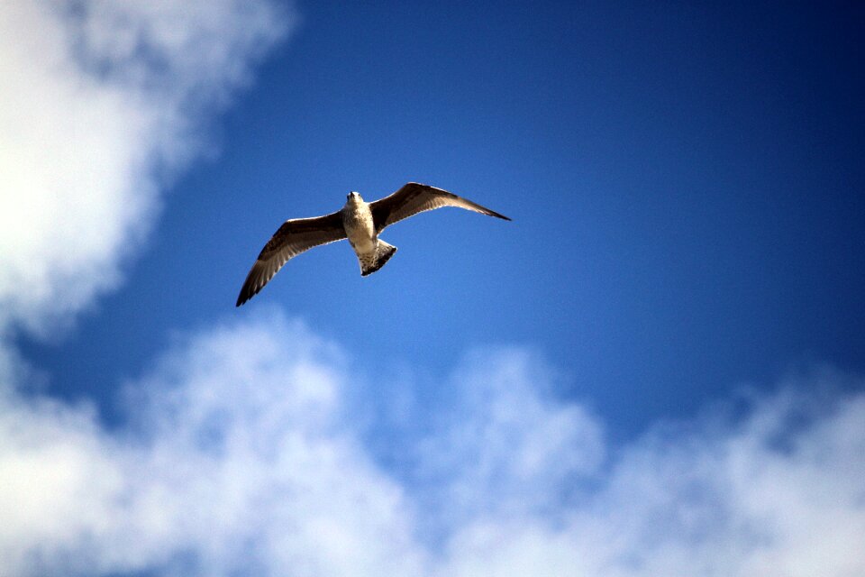 The flight of a bird sea bird wild birds