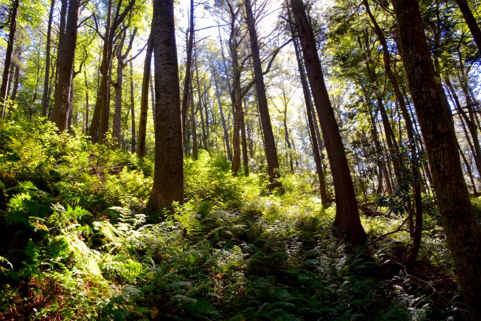 Nature forest green
