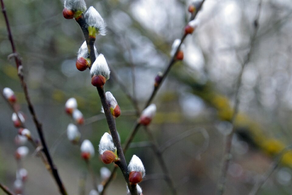 Gemma buds tree