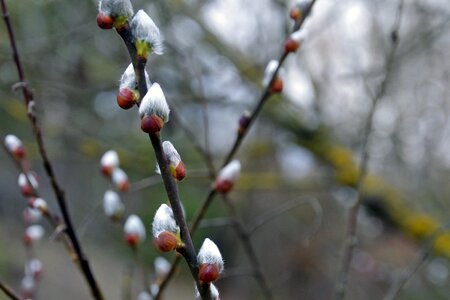 Gemma buds tree