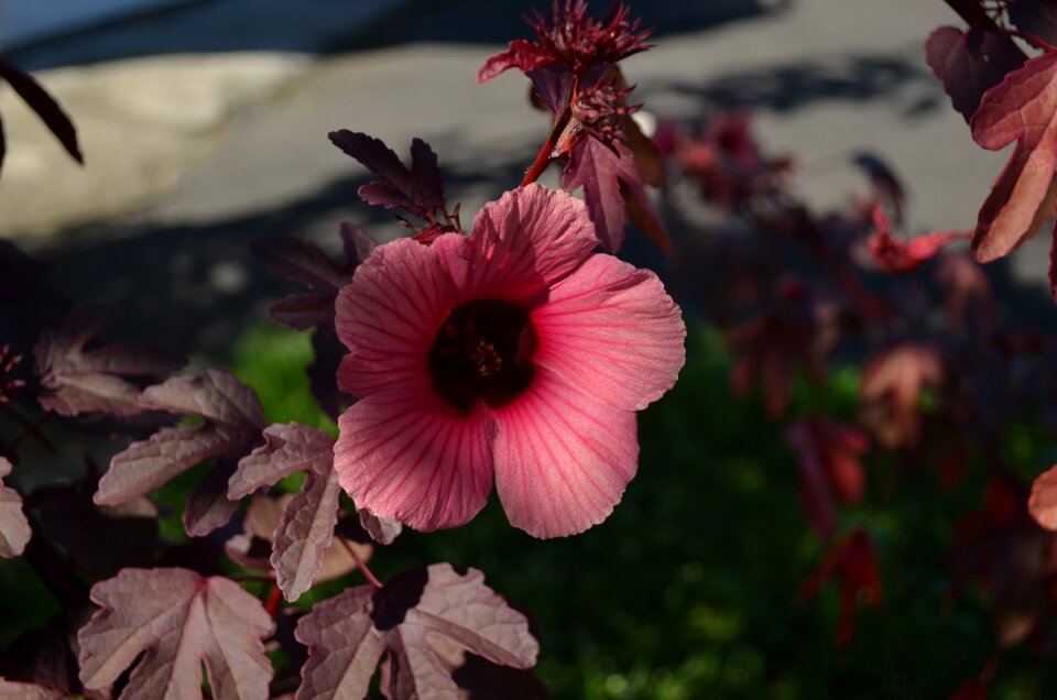 Flower plant nature