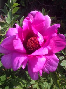 Peony flower pink photo